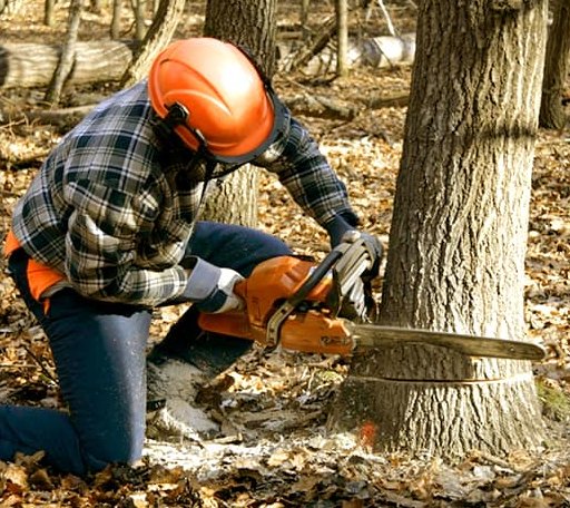 Tree Removal in Wadmalaw Island, SC